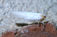 Neocenchrea heidemanni