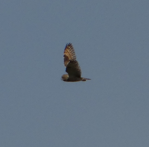 View observation of {o.common_name} on iNaturalist