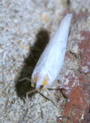 Neocenchrea heidemanni