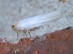 Neocenchrea heidemanni