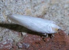 Neocenchrea heidemanni