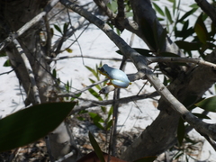 Heterixalus madagascariensis