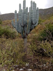 Pachycereus weberi