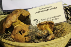 Cortinarius rubicundulus image