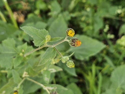 Simsia eurylepis, photograph 4