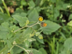 Simsia eurylepis, photograph (c) José Francisco Colorado-Dapa, some rights reserved (CC BY)