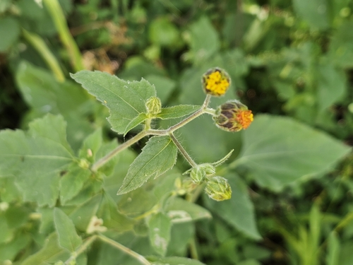 Simsia eurylepis, photograph 5