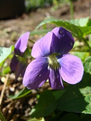 Viola