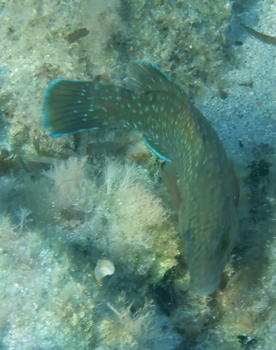 Brown wrasse (Labrus merula) — Labridae — 2