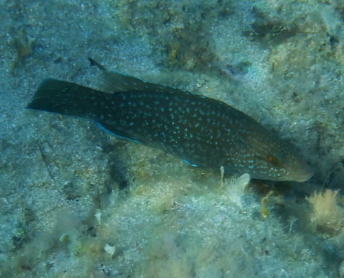 Brown Wrasse, Italy, photo 8 of 10
