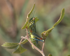Hesperotettix viridis viridis