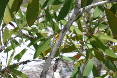 Heterixalus madagascariensis