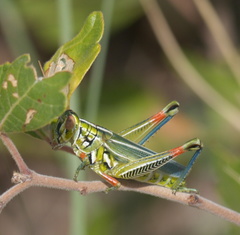 Hesperotettix viridis viridis
