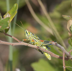 Hesperotettix viridis viridis