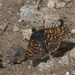 Euphydryas anicia brucei - Photo (c) Robert Webster, alguns direitos reservados (CC BY-SA), uploaded by Robert Webster