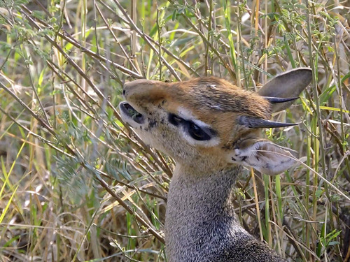 Kochada etuk ayol bilan rus porno onlayn