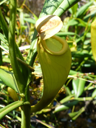 Image of Nepenthes madagascariensis by (c) Sheelagh Halsey, some rights reserved (CC BY)