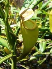 Nepenthes madagascariensis