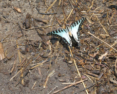 Graphium evombar evombar