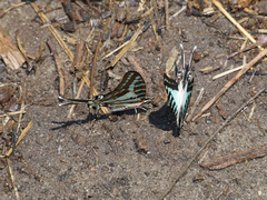 Graphium evombar evombar