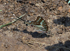 Graphium evombar evombar