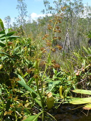 Nepenthes madagascariensis