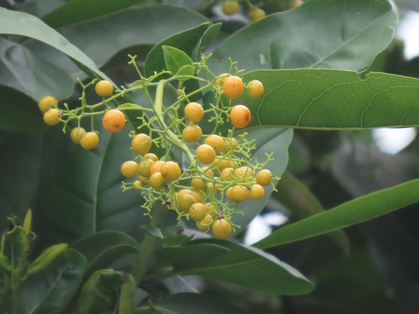 Ehretia Tinifolia (Ehretia tinifolia)