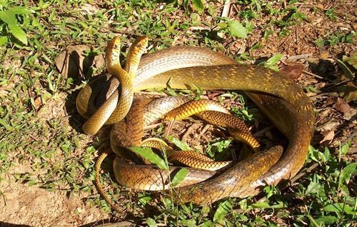 Oriental Rat Snake, photo 6 of 8