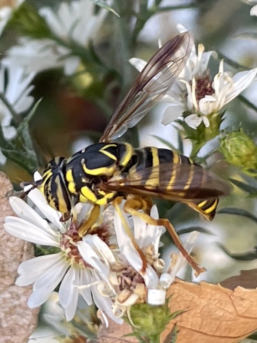 Unknown species found near S 42nd St, Kansas City, KS, US