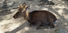Cervus nippon