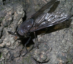 Tabanus proximus