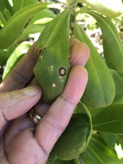 Mycosphaerella scaevolae