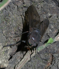 Tabanus proximus