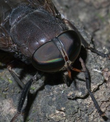 Tabanus proximus