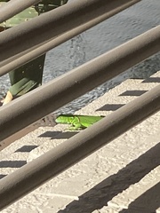 Iguana iguana