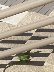 Iguana iguana