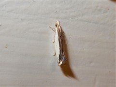 Erechthias chionodira