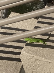 Iguana iguana