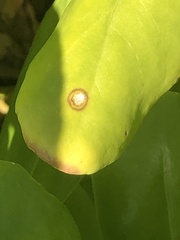 Mycosphaerella scaevolae