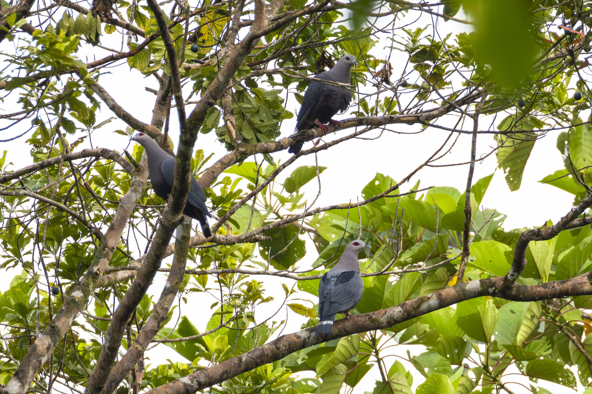 Pinon's Imperial Pigeon (Ducula pinon), photo 10