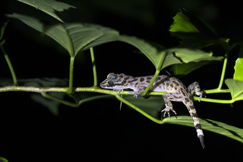 Papua Bow-fingered Gecko, Cyrtodactylus papuensis