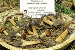 Lactarius subviscidus image