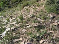 Asphodelus albus