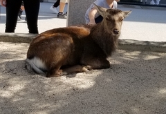 Cervus nippon