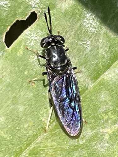 Unknown species found near S 42nd St, Kansas City, KS, US