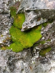 Amphidium californicum