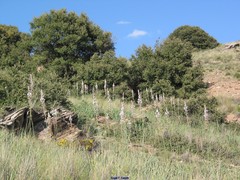 Asphodelus albus