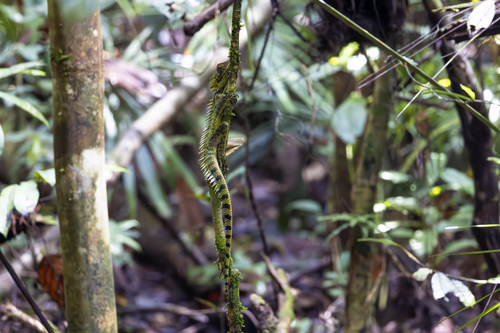 Indonesian Forest Dragon, Lophosaurus dilophus
