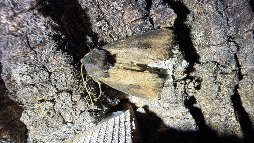 Iris Borer Moth (Macronoctua onusta)