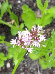 Lobelia jasionoides